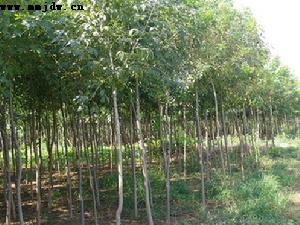 ����,ʯ��ׯ����,޻������,ʯ��ׯ��ƺ,޻�ǲ�ƺ,ʯ��ׯ��ľ,޻����ľ,ʯ��ׯ�̻���ľ,޻���̻���ľ,ʯ��ׯ��ľ����,޻����ľ����,������ľ,�����̻���ľ,���ݲ�ƺ,��������