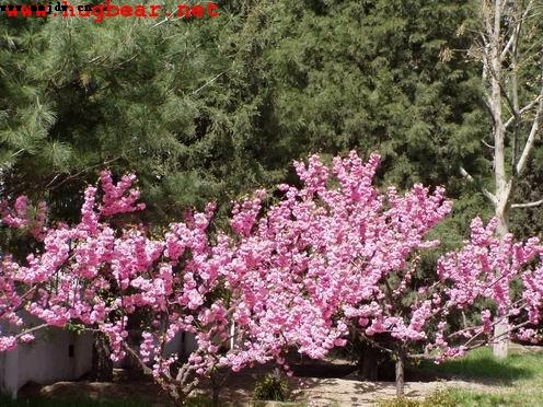 碧桃,石家庄苗圃,藁城苗圃,石家庄草坪,藁城草坪,石家庄苗木,藁城苗木,石家庄绿化苗木,藁城绿化苗木,石家庄苗木基地,藁城苗木基地,南洼苗木,南洼绿化苗木,南洼草坪,南洼苗圃 碧桃,石家庄苗圃,藁城苗圃,石家庄草坪,藁城草坪,石家庄苗木,藁城苗木,石家庄绿化苗木,藁城绿化苗木,石家庄苗木基地,藁城苗木基地,南洼苗木,南洼绿化苗木,南洼草坪,南洼苗圃