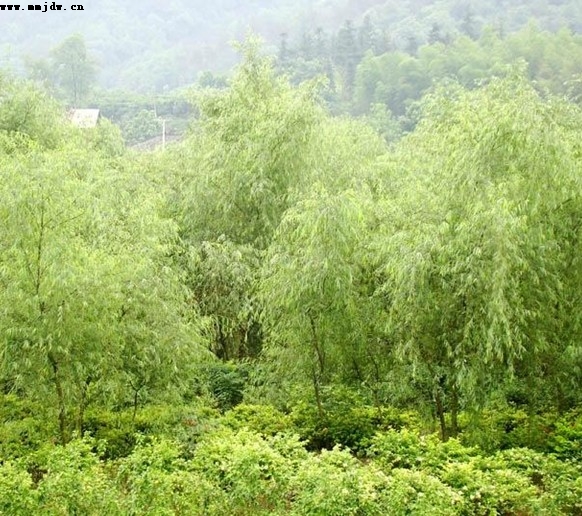 ����,ʯ��ׯ����,޻������,ʯ��ׯ��ƺ,޻�ǲ�ƺ,ʯ��ׯ��ľ,޻����ľ,ʯ��ׯ�̻���ľ,޻���̻���ľ,ʯ��ׯ��ľ����,޻����ľ����,������ľ,�����̻���ľ,���ݲ�ƺ,��������