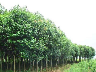 ��Ҷ��,ʯ��ׯ����,޻������,ʯ��ׯ��ƺ,޻�ǲ�ƺ,ʯ��ׯ��ľ,޻����ľ,ʯ��ׯ�̻���ľ,޻���̻���ľ,ʯ��ׯ��ľ����,޻����ľ����,������ľ,�����̻���ľ,���ݲ�ƺ,��������