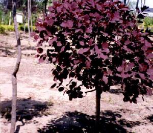 ʯ��ׯ����,޻������,ʯ��ׯ��ƺ,޻�ǲ�ƺ,ʯ��ׯ��ľ,޻����ľ,ʯ��ׯ�̻���ľ,޻���̻���ľ,ʯ��ׯ��ľ����,޻����ľ����,������ľ,�����̻���ľ,���ݲ�ƺ,��������