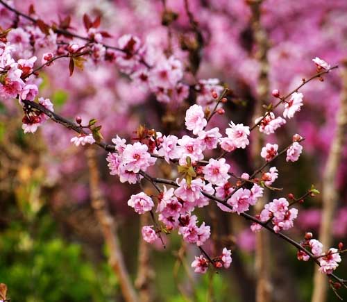 ����÷,ʯ��ׯ����,޻������,ʯ��ׯ��ƺ,޻�ǲ�ƺ,ʯ��ׯ��ľ,޻����ľ,ʯ��ׯ�̻���ľ,޻���̻���ľ,ʯ��ׯ��ľ����,޻����ľ����,������ľ,�����̻���ľ,���ݲ�ƺ,��������