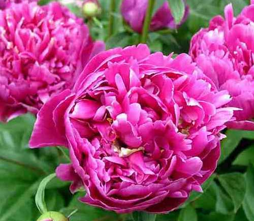 芍药,石家庄苗圃,藁城苗圃,石家庄草坪,藁城草坪,石家庄苗木,藁城苗木,石家庄绿化苗木,藁城绿化苗木,石家庄苗木基地,藁城苗木基地,南洼苗木,南洼绿化苗木,南洼草坪,南洼苗圃 芍药,石家庄苗圃,藁城苗圃,石家庄草坪,藁城草坪,石家庄苗木,藁城苗木,石家庄绿化苗木,藁城绿化苗木,石家庄苗木基地,藁城苗木基地,南洼苗木,南洼绿化苗木,南洼草坪,南洼苗圃